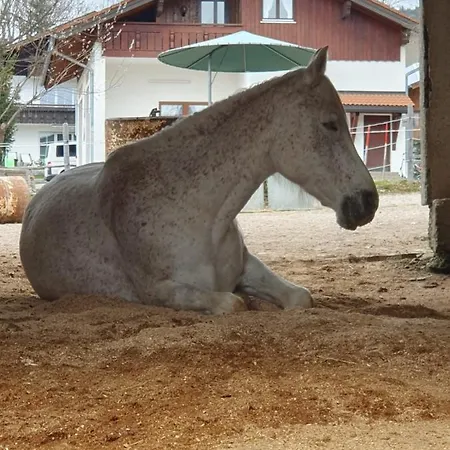 Ponyhof Schoellang * 奥伯斯特多夫