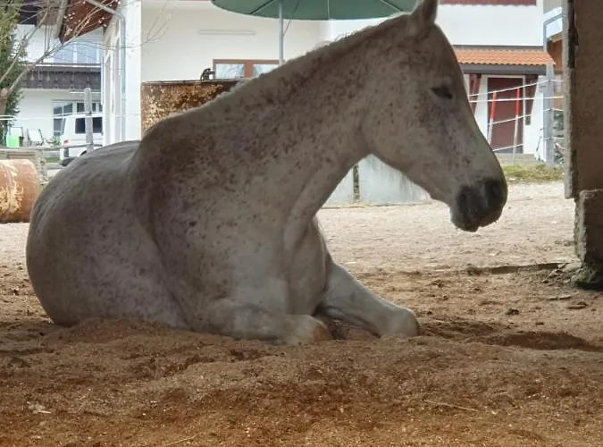 Ponyhof Schoellang * 오버스트도르프